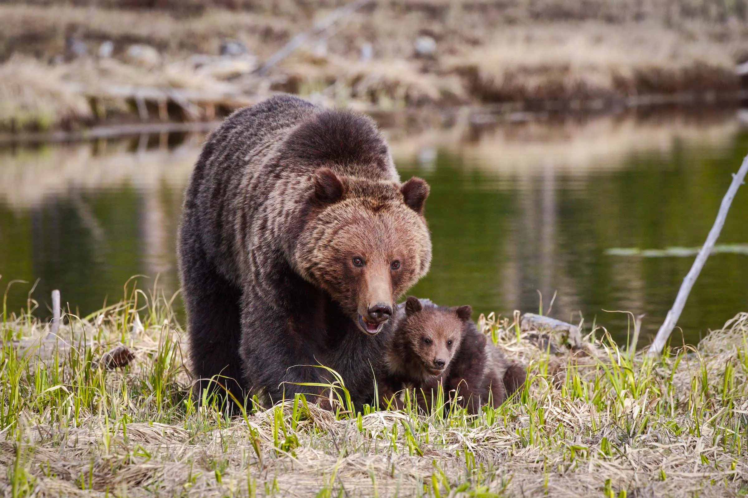mother grizzly bear with her cubs close by