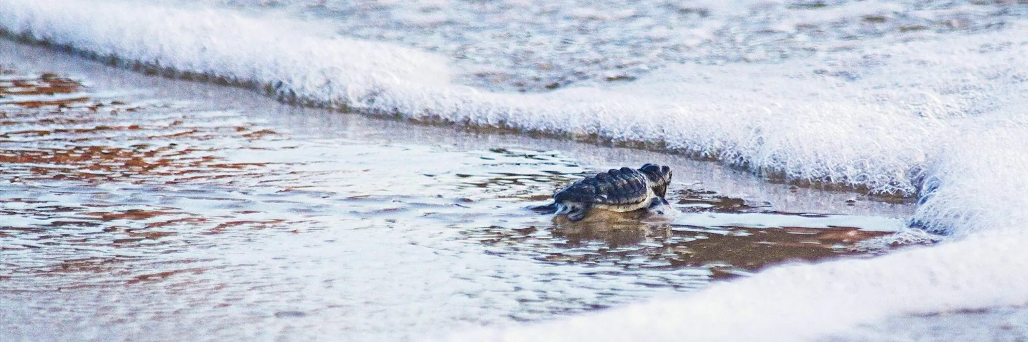Kemp's Ridley sea turtle hatchling entering ocean