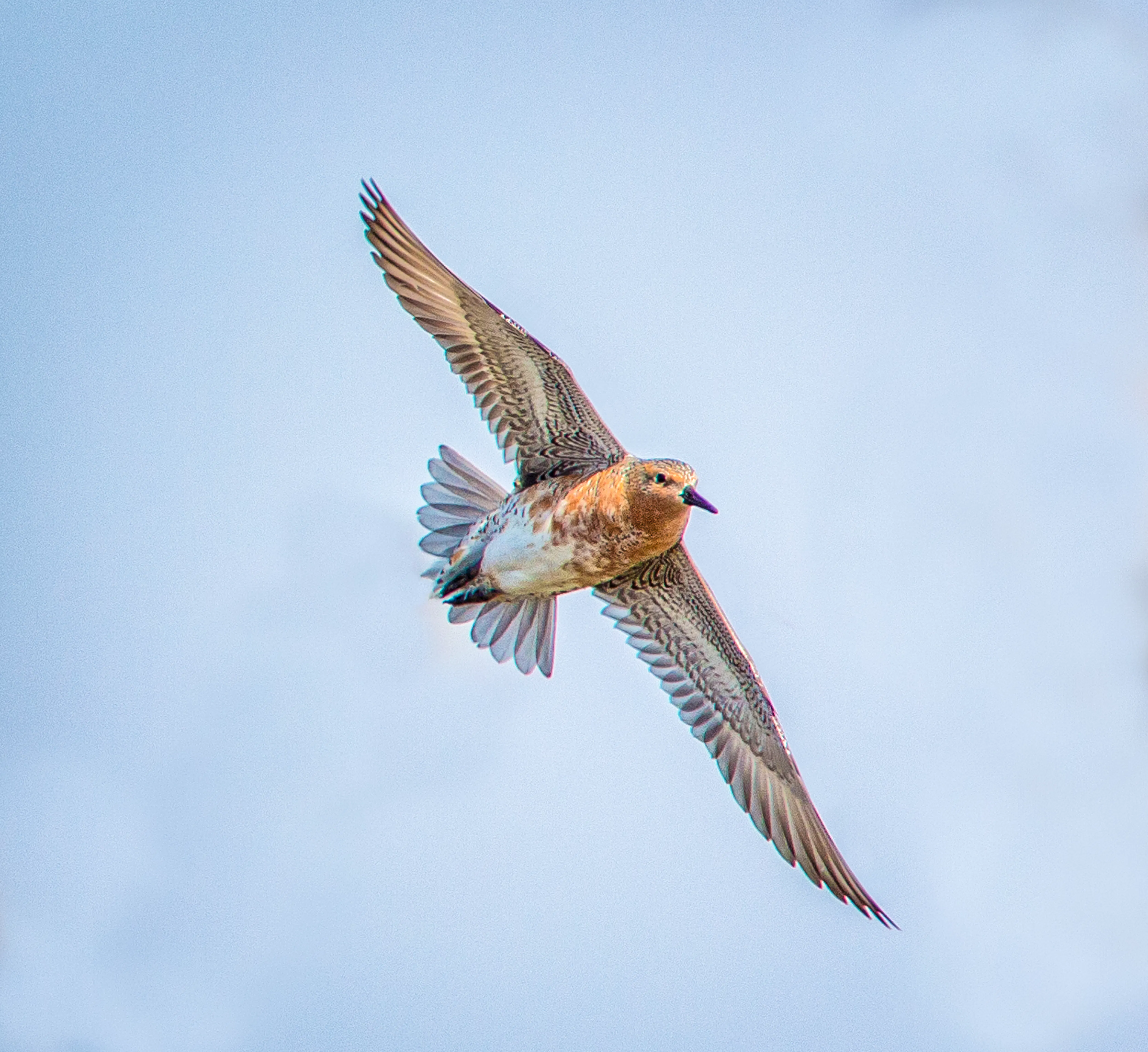 Red Knot Flying 