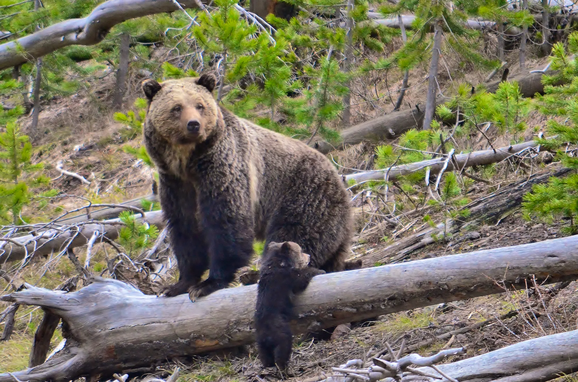 A female grizzly bear perches on a thin, fallen tree with her small cub tries to climb the tree in front of her in Yellowstone National Park.