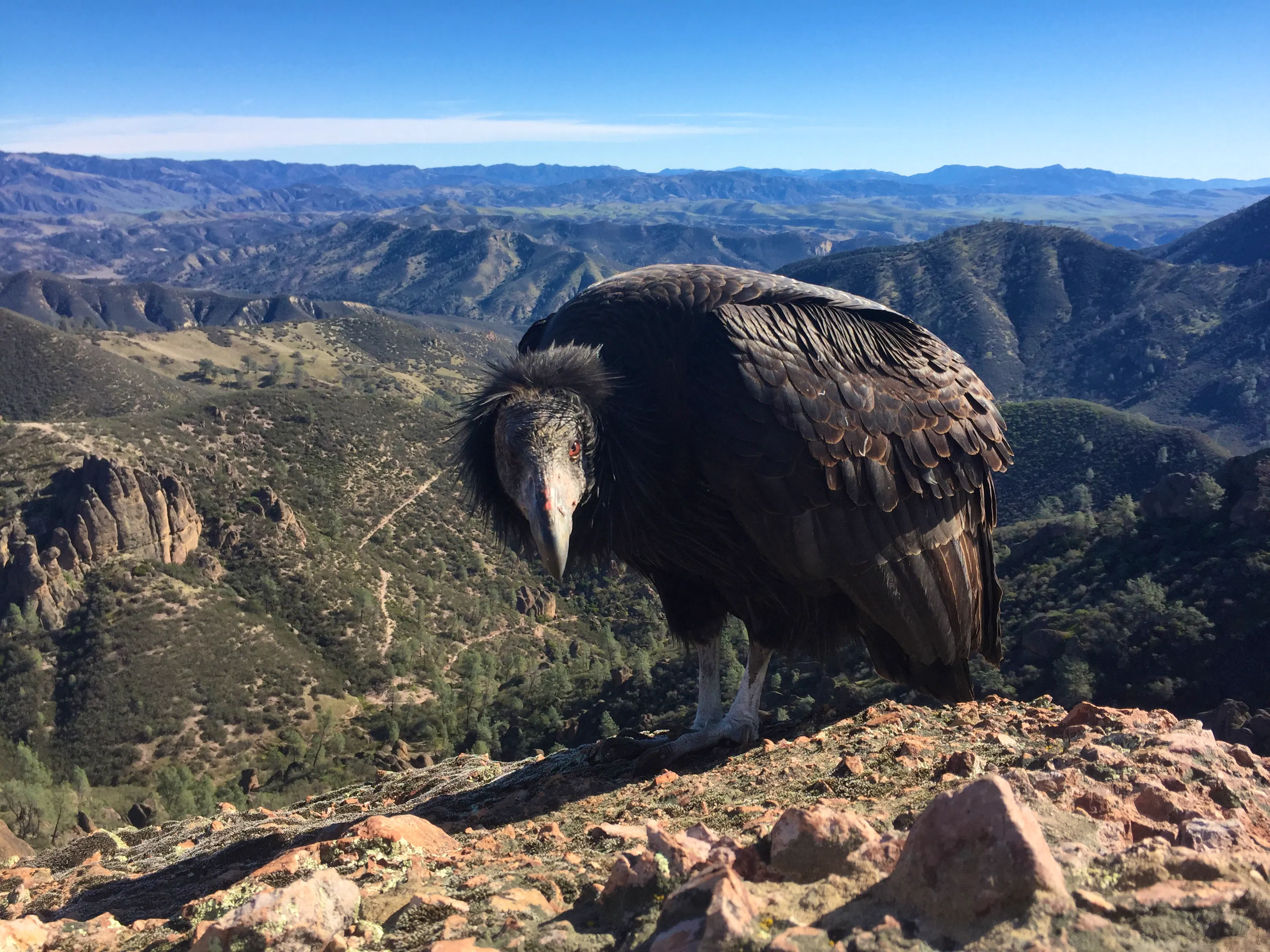 Juvenile California Condor 