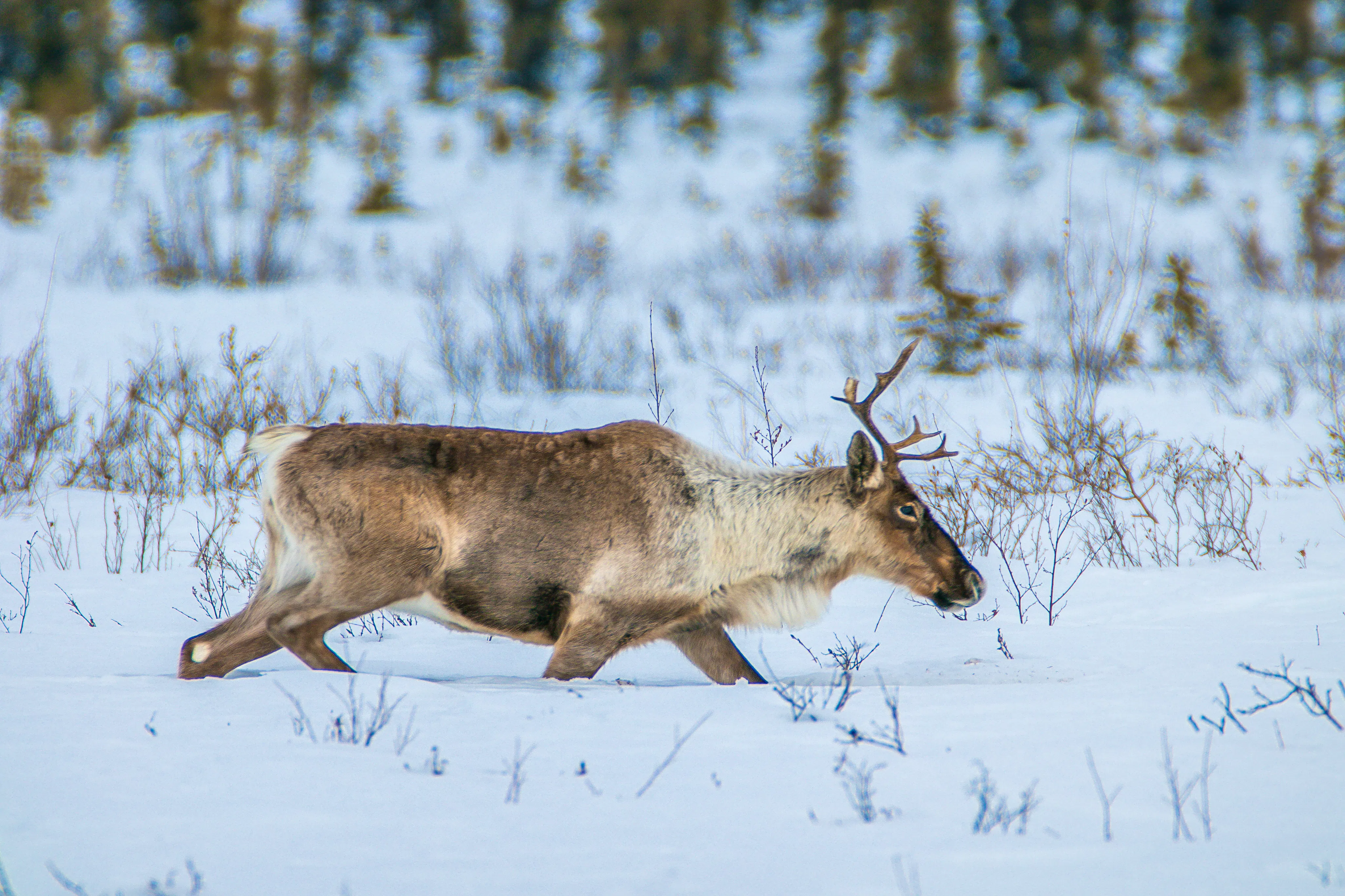 Porcupine caribou making its way through deep snow on the East Fork of the Chandalar River