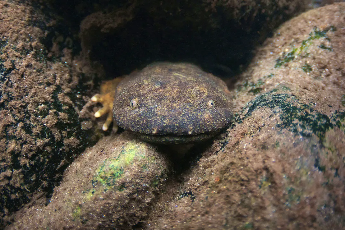 Eastern hellbender peering out while camouflaged between rocks.