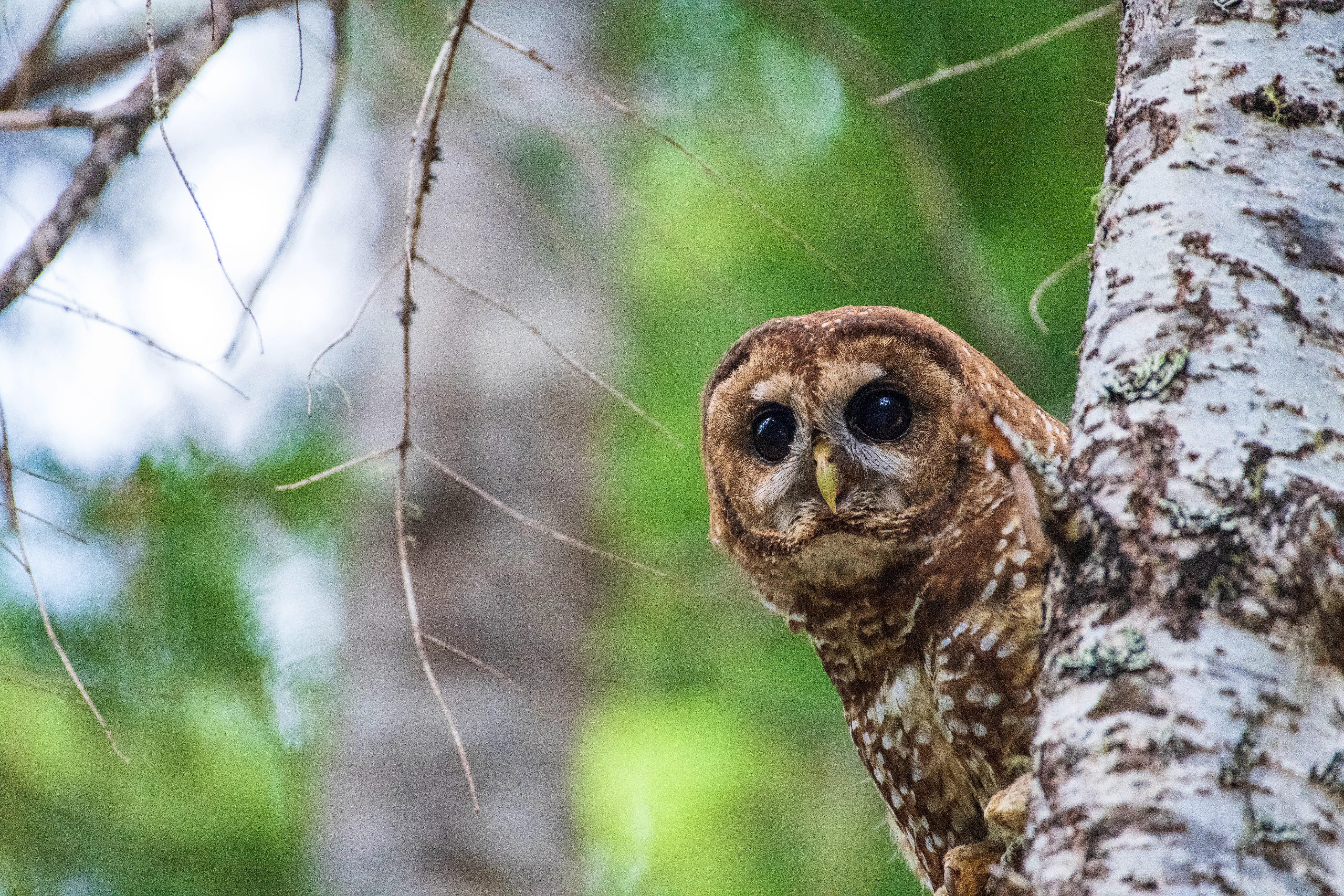 Northern Spotted Owl in Tree