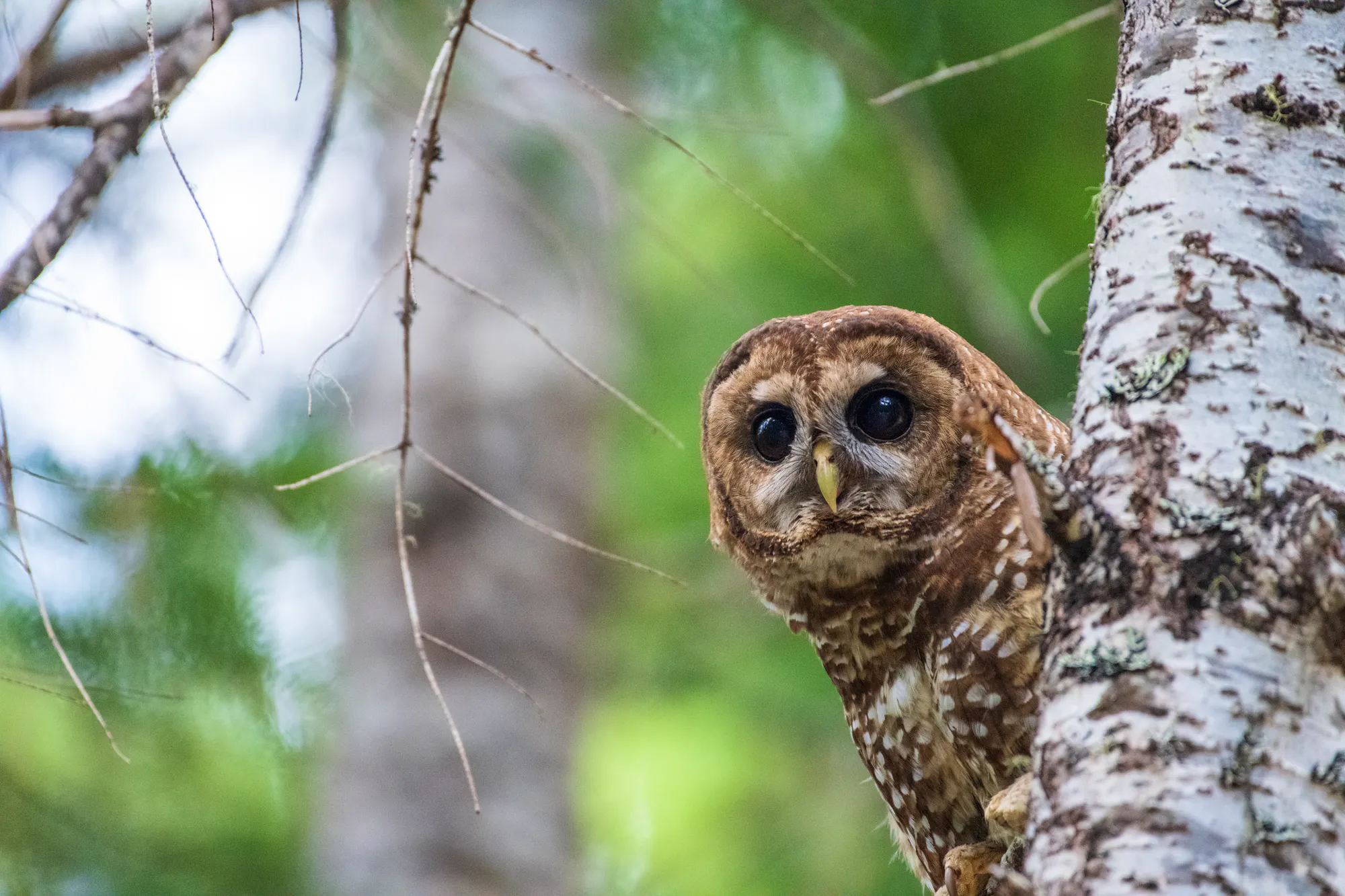 Northern Spotted Owl in Tree
