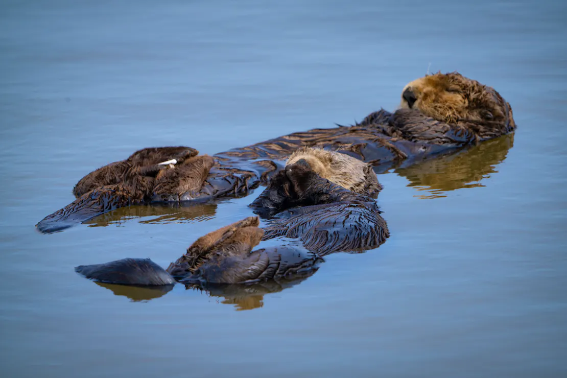 Two southern sea otters floating on their backs asleep with eyes closed