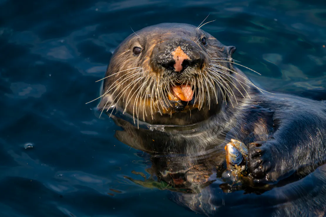 Southern sea otter looking at camera sticking tongue out