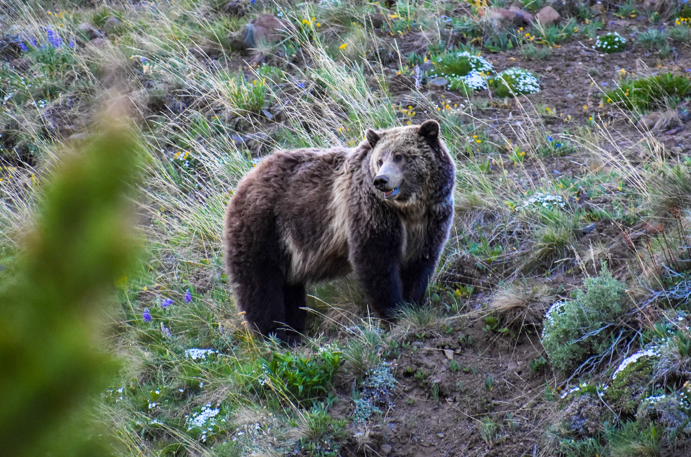 A grizzly bear standing on a dirt and tall grass slope in the Greater Yellowstone Ecosystem.