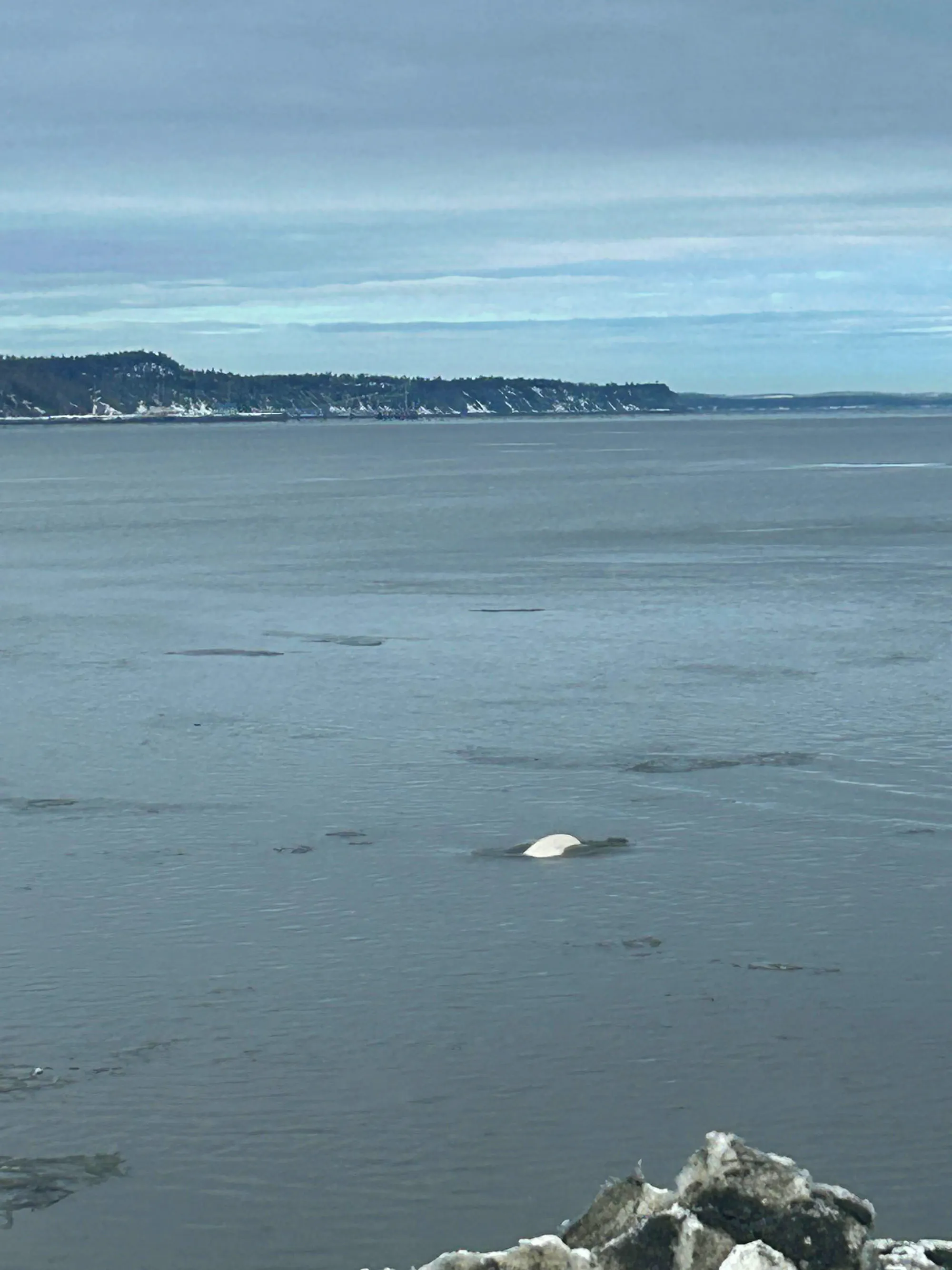 Back of a Cook Inlet beluga in Anchorage, AK