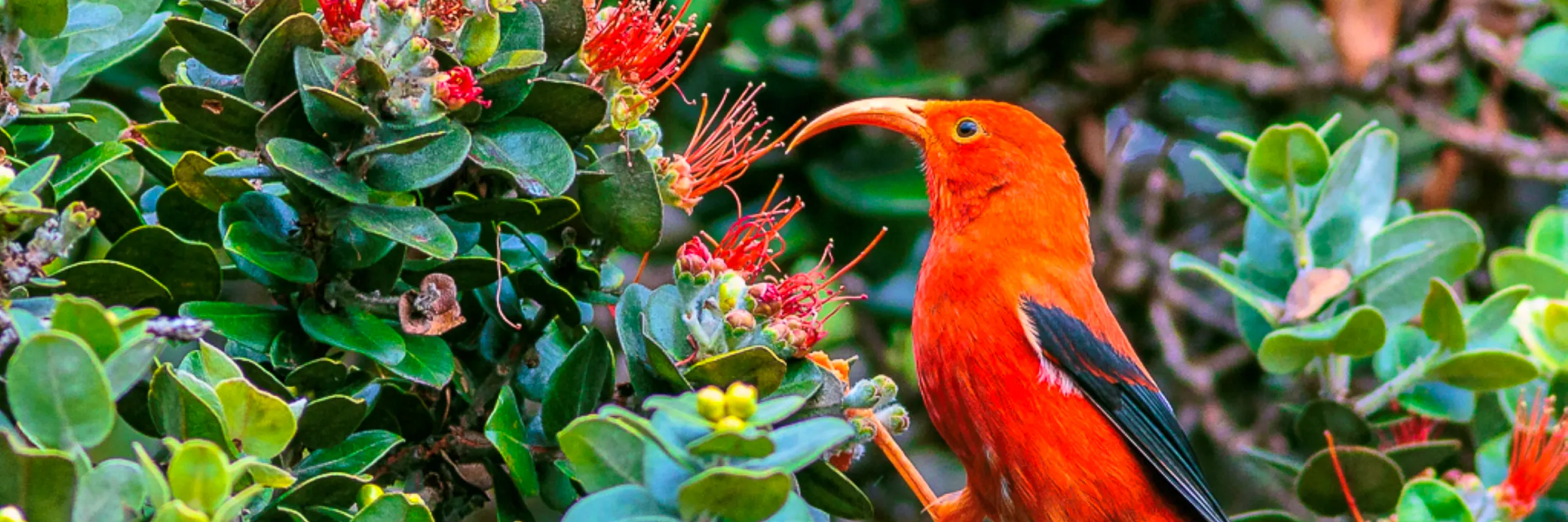 A 'I'iwi, the scarlet honeycreeper, stands on some greenery and inspects a red flower.