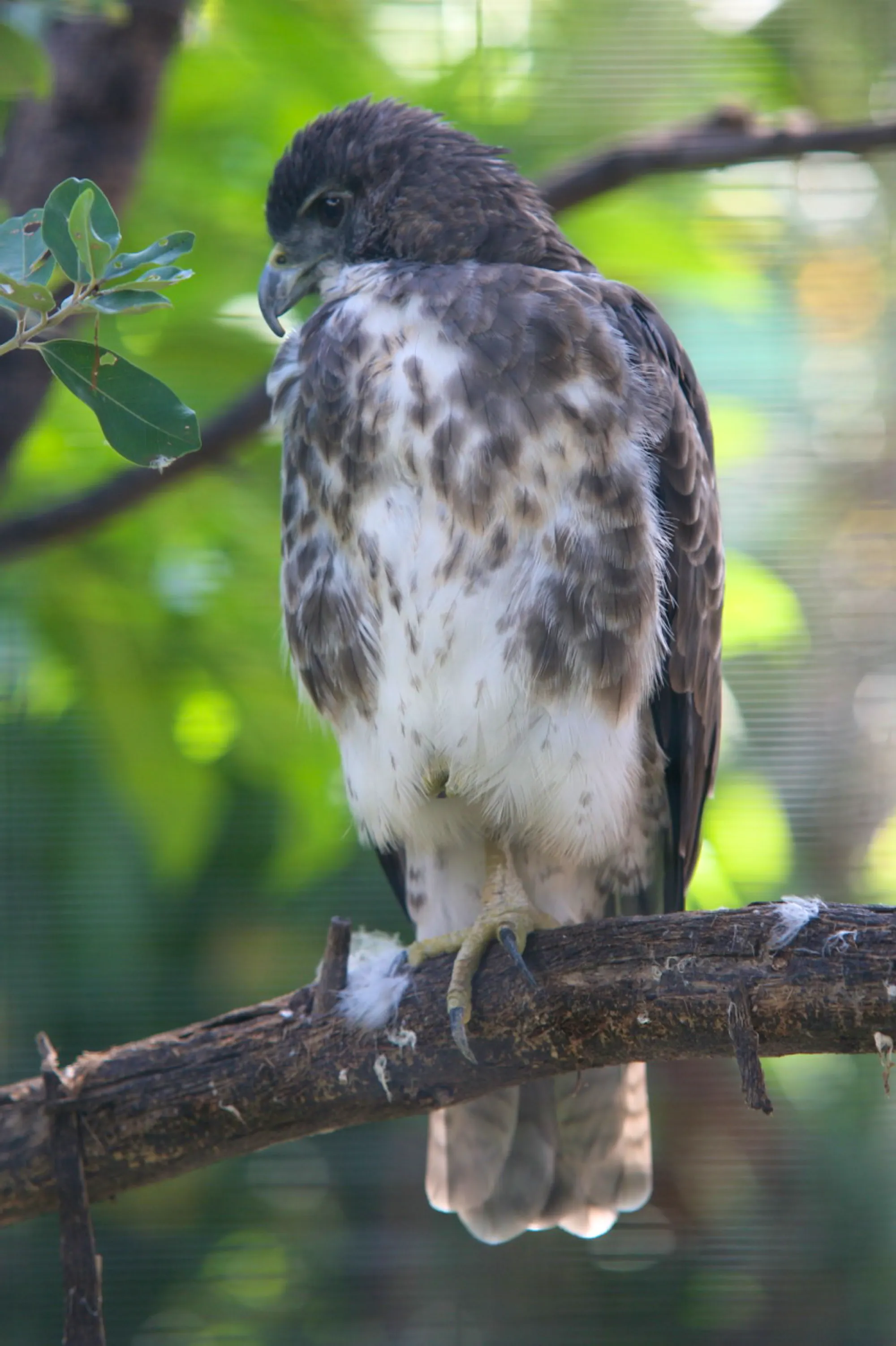 An `Io, the Hawaiian Hawk, perches on a tree branch looking down.
