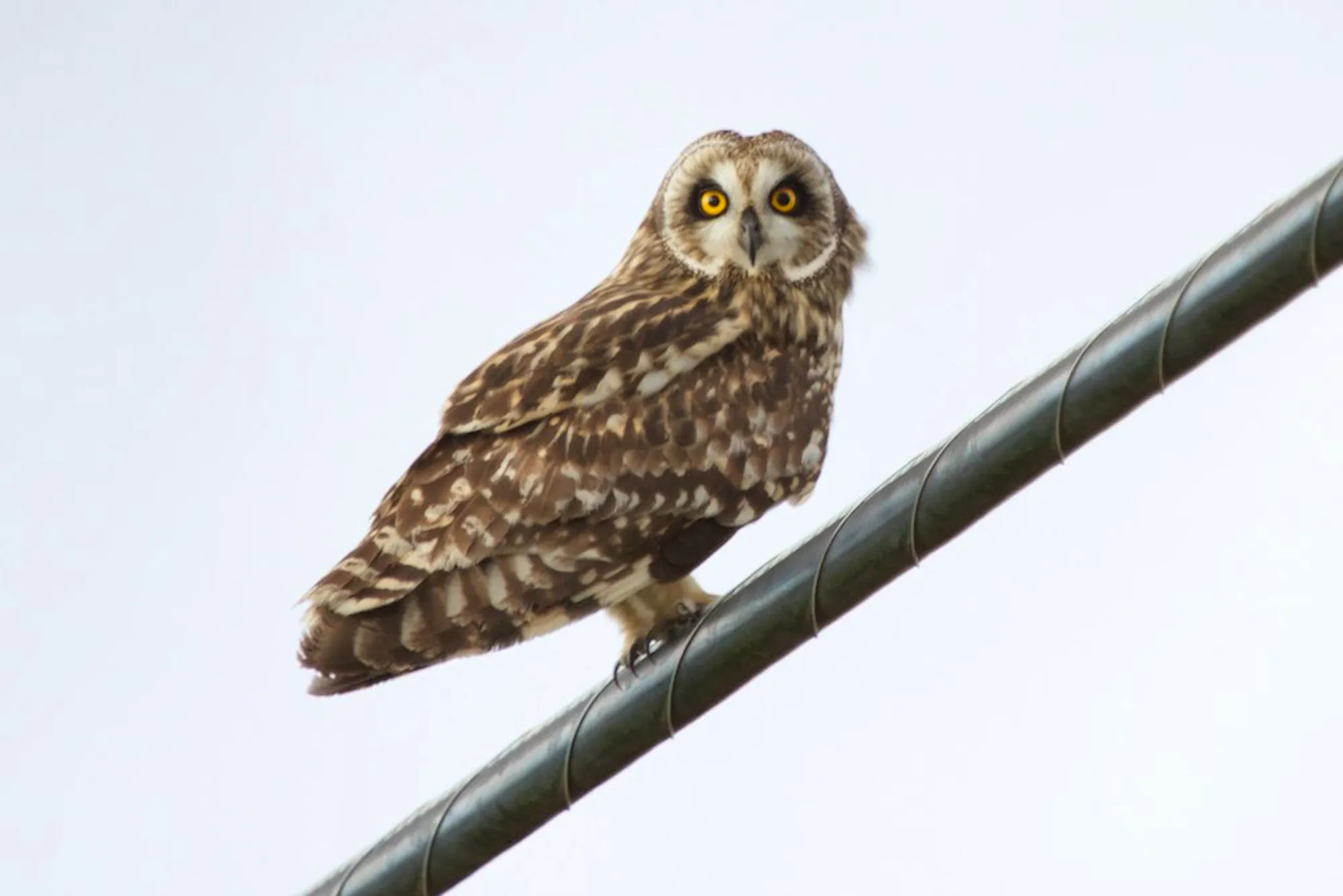 A Hawaiian owl, also called a Pueo, on a black pole in Hawaii.