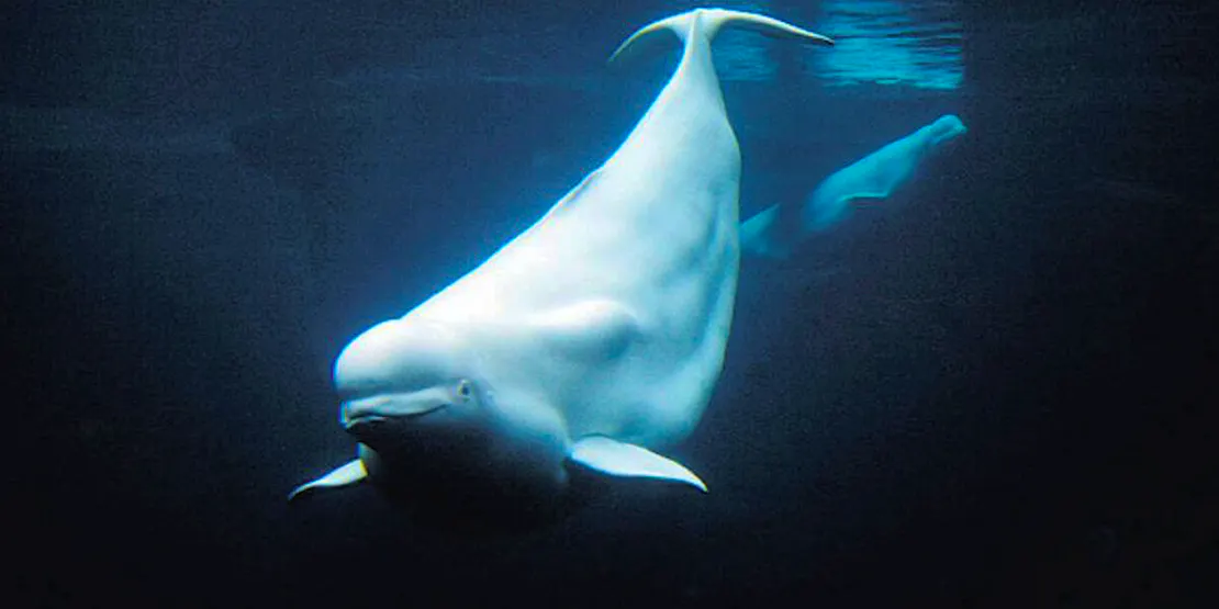 Underwater photo of two beluga whales. One is looking at the camera, angling its body down and the other is in the background going up toward the surface