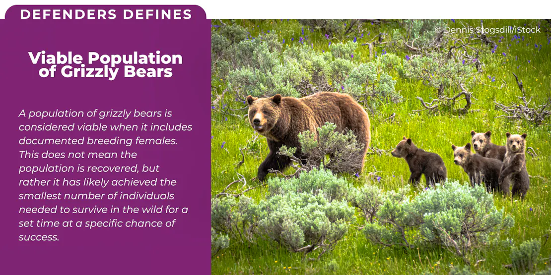 Graphic defining "Viable Population of Grizzly Bears": "A population of grizzly bears is considered viable when it includes documented breeding females. This does not mean the population is recovered, but rather it has likely achieved the smallest number of individuals needed to survive in the wild for a set time at a specific chance of success."