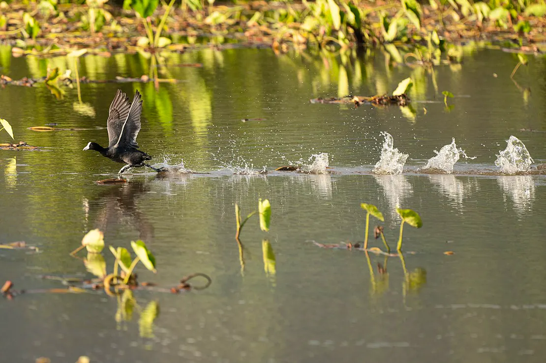 An ‘alae ke‘oke‘o, or Hawaiian Coot, appears to run across the water in its attempts to take off from the waters of Kīlauea Point National Wildlife Refuge, Hawaii