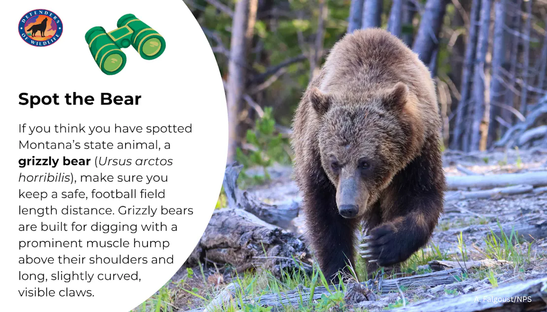 Graphic sharing how to identify a grizzly bear: make sure you keep a safe, football field length distance. Grizzly bears are built for digging with a prominent muscle hump above their shoulders and long, slightly curved, visible claws. 