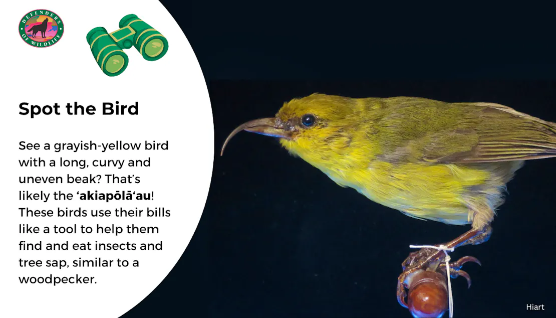 Graphic sharing how to identify a ‘akiapōlā‘au. They are a grayish-yellow bird with a long, curvy and uneven beak.