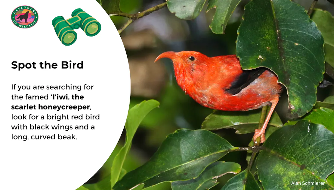 Graphic sharing how to identify a ‘I’iwi, the scarlet honeycreeper: look for a bright red bird with black wings and a long, curved beak.