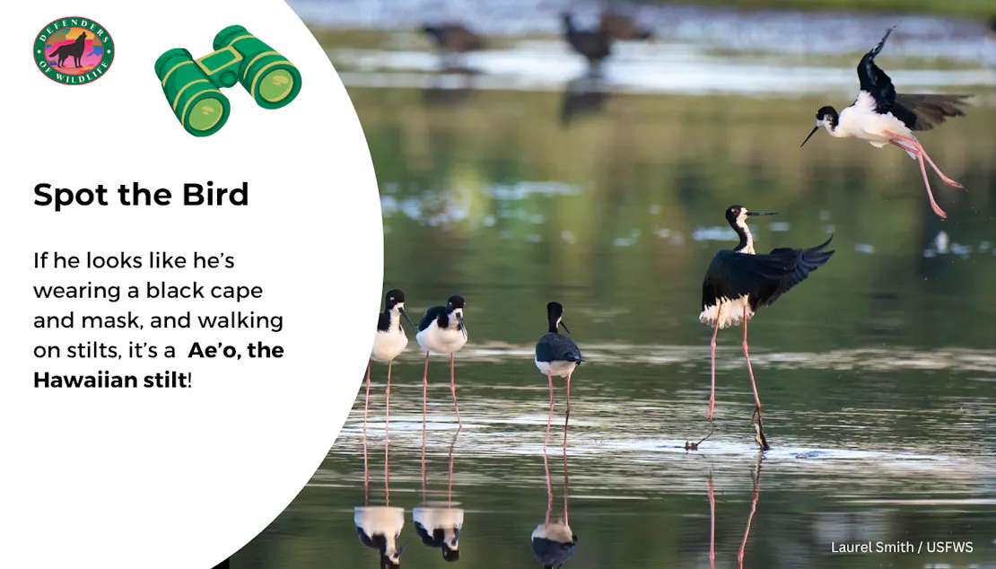 Graphic sharing how to identify a Ae’o, the Hawaiian stilt: they look like they are wearing a black cape and mask, and walking on stilts.
