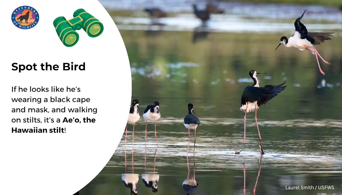 Graphic sharing how to identify a Ae’o, the Hawaiian stilt: they look like they are wearing a black cape and mask, and walking on stilts.