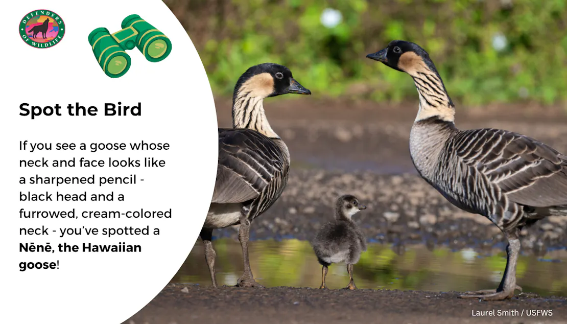 Graphic sharing how to identify a Nēnē, the Hawaiian goose: Their neck and face look like a sharpened pencil, black head and a furrowed, cream-colored neck.