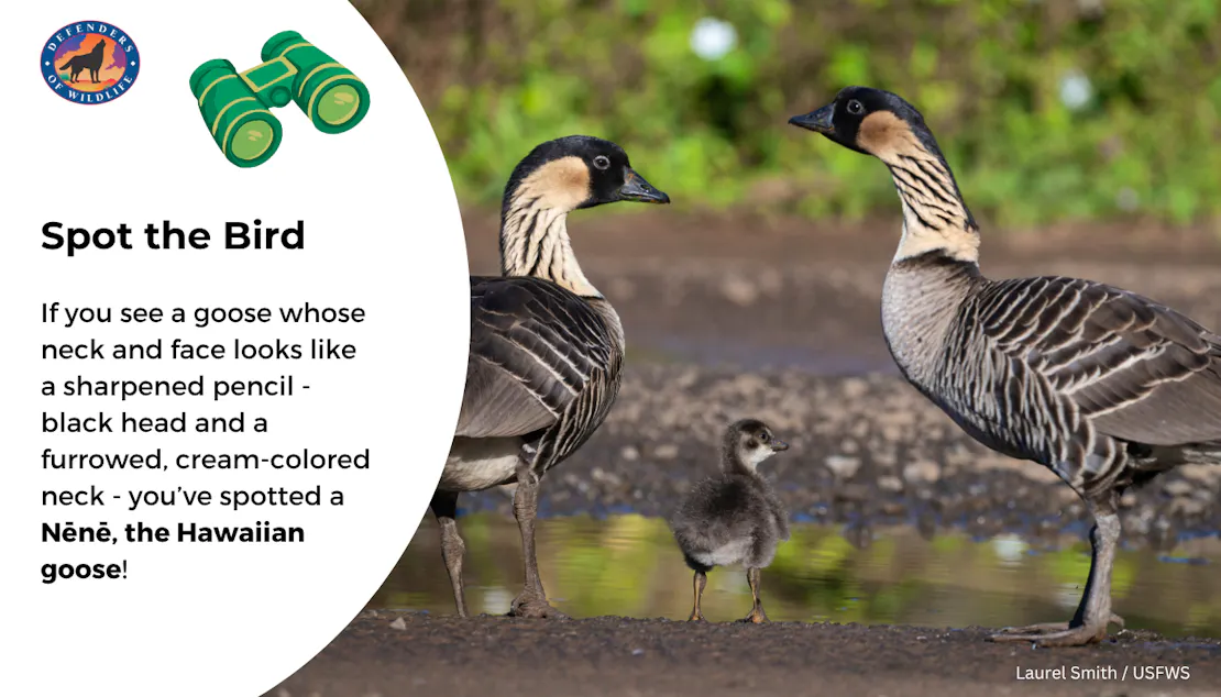 Graphic sharing how to identify a Nēnē, the Hawaiian goose: Their neck and face look like a sharpened pencil, black head and a furrowed, cream-colored neck.