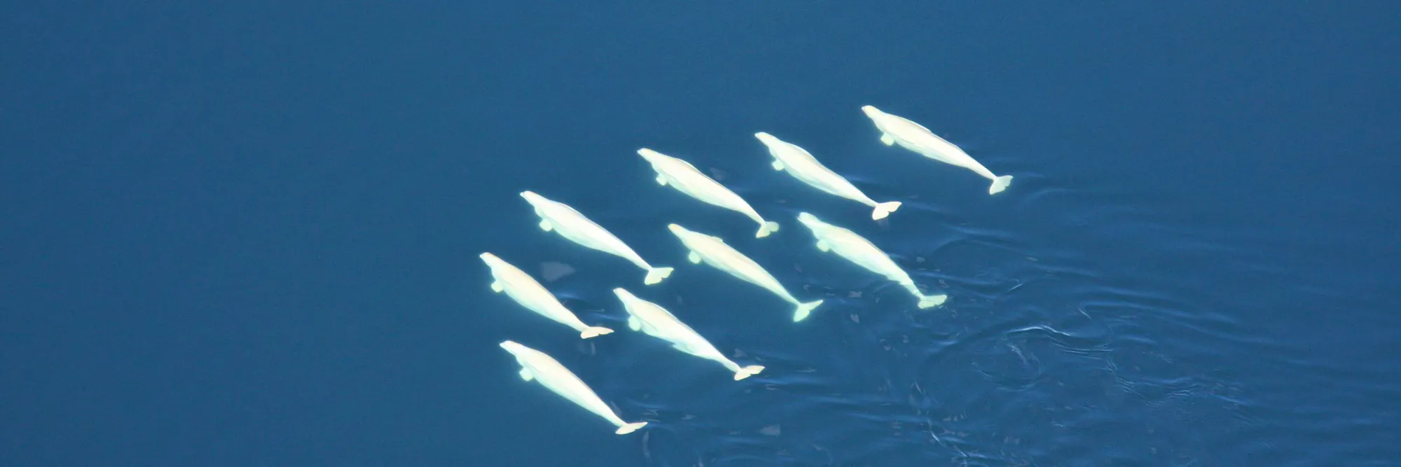 Aerial view of beluga whale pod swimming near the water's surface.