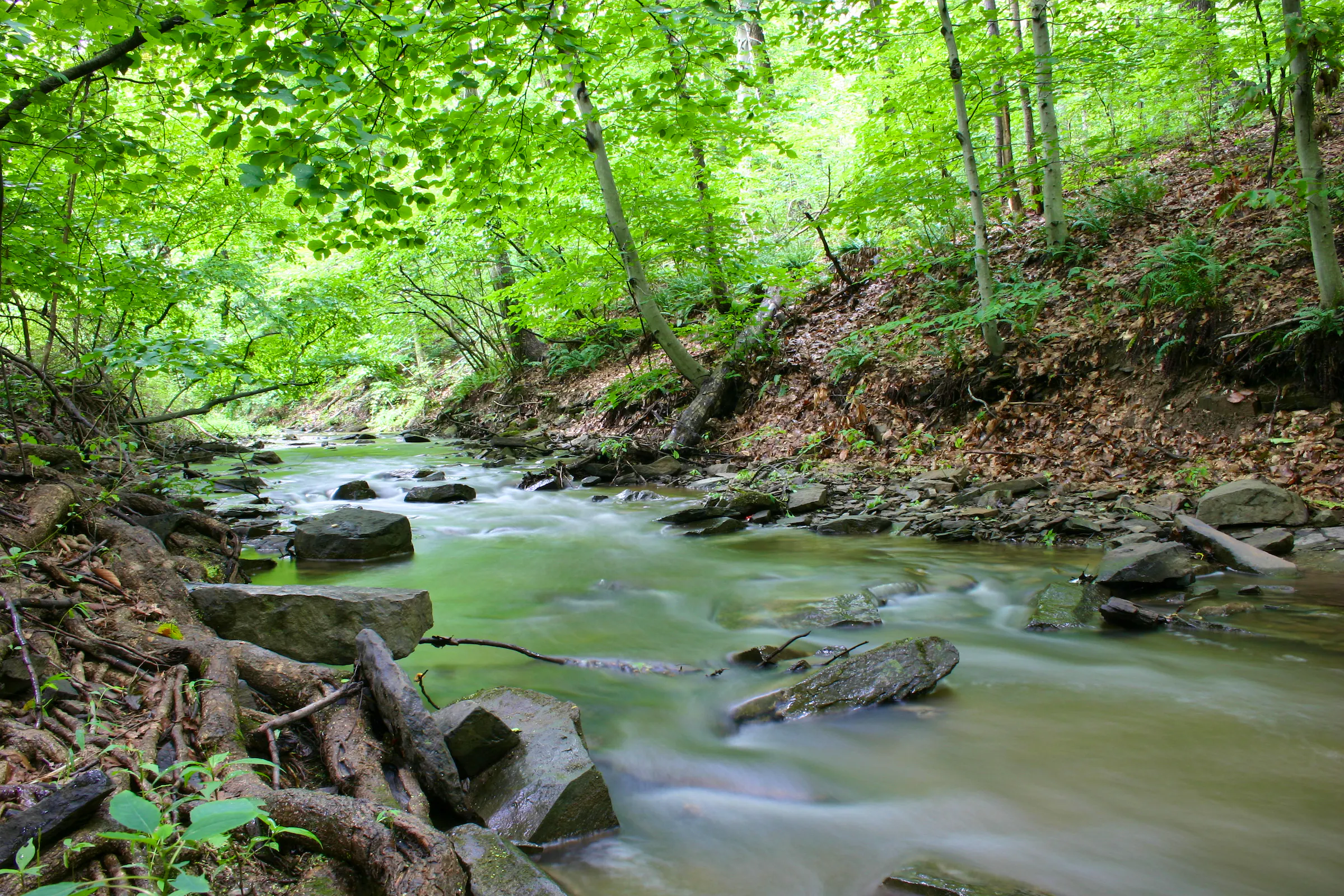 A forest stream flows over rocks, surrounded by green foliage and fallen leaves.