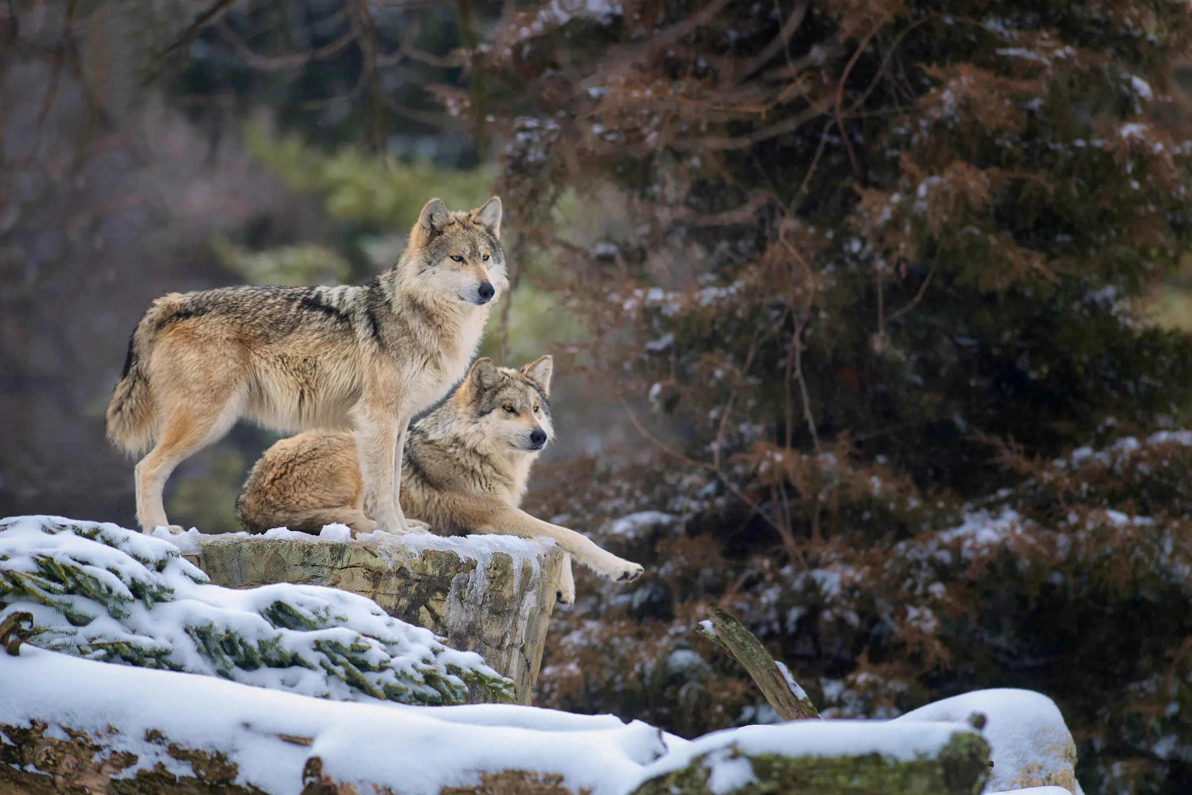 two Mexican gray wolves resting on a snowy rock