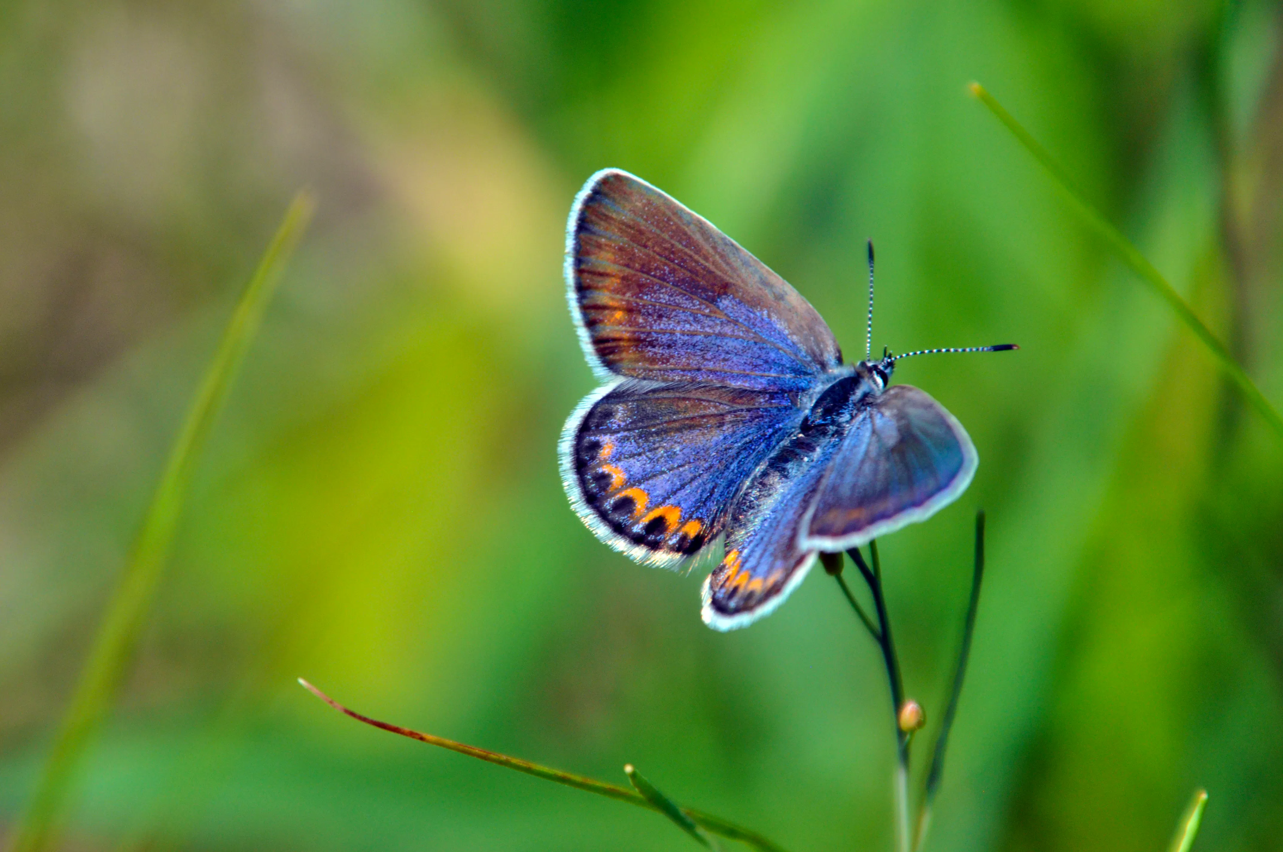 Female Karner Blue Butterfly 