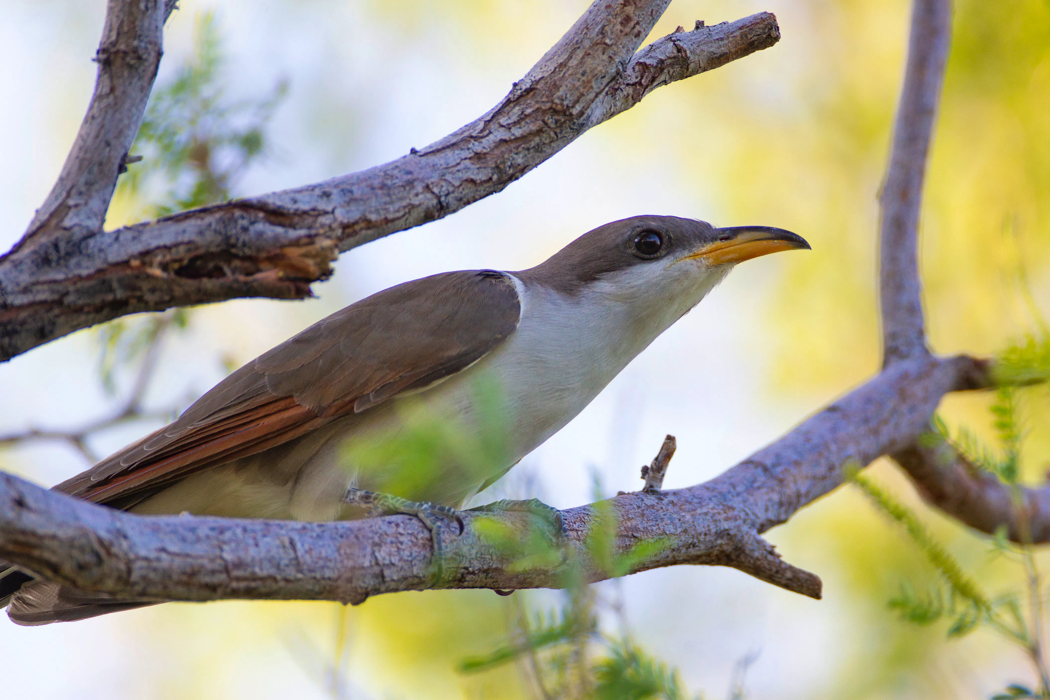 Pocket sized bird with a strip of yellow on its bottom bill face east while sitting on a tree branch