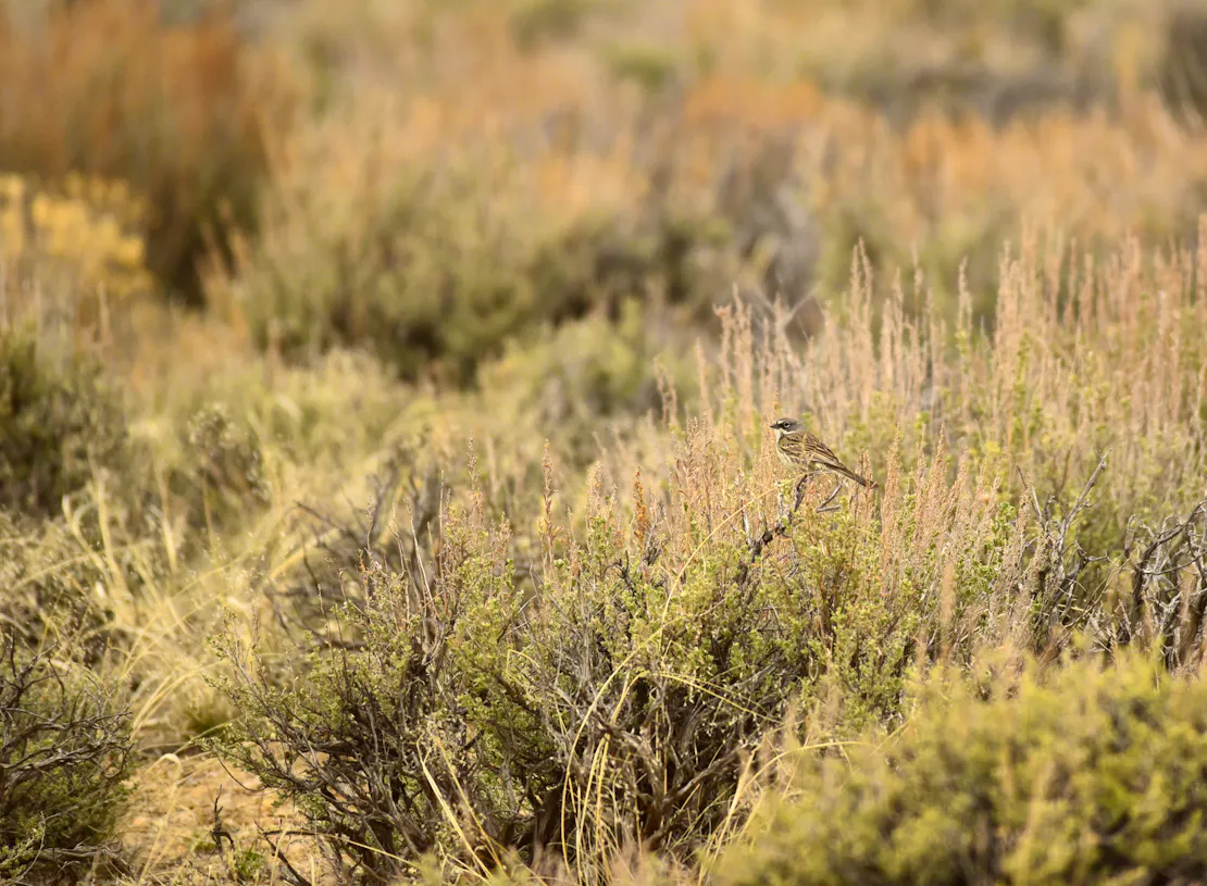 Small brownish birds sits on a tree branch in focus with orange shrub in the background