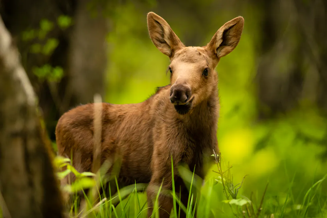  Moose Calf in Forest