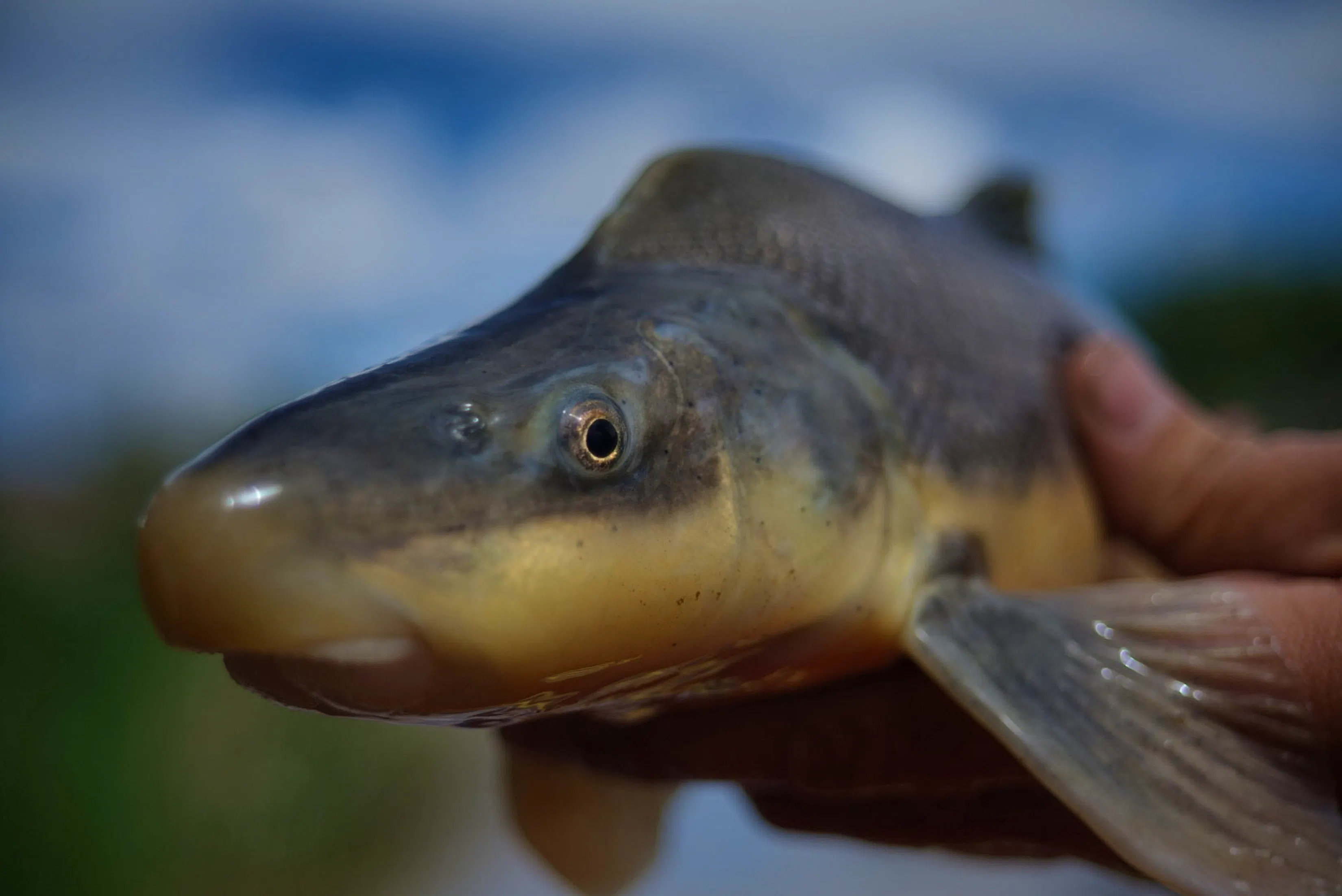 Large fish is held by a person with the fish eye face facing the camera to the west