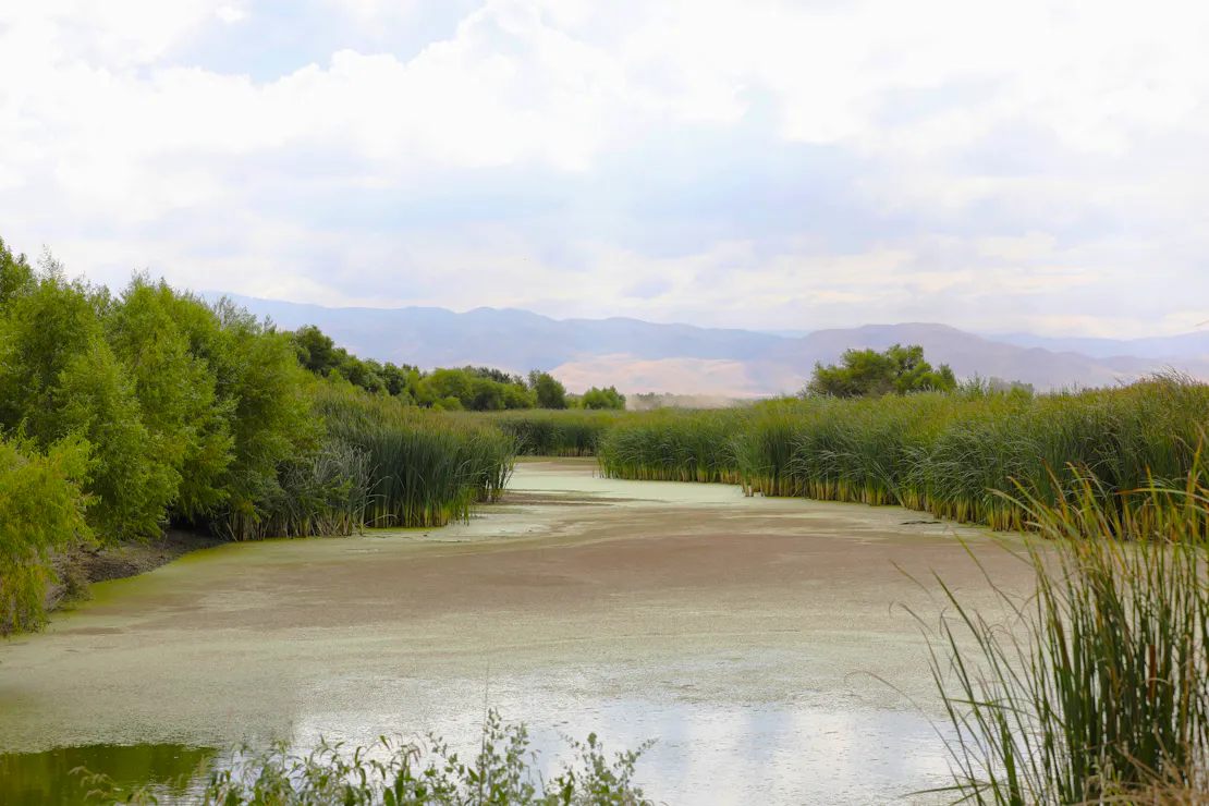 winding river in focus, flanked by tall green grass and trees; mountain range in the far distance with clouds overhead
