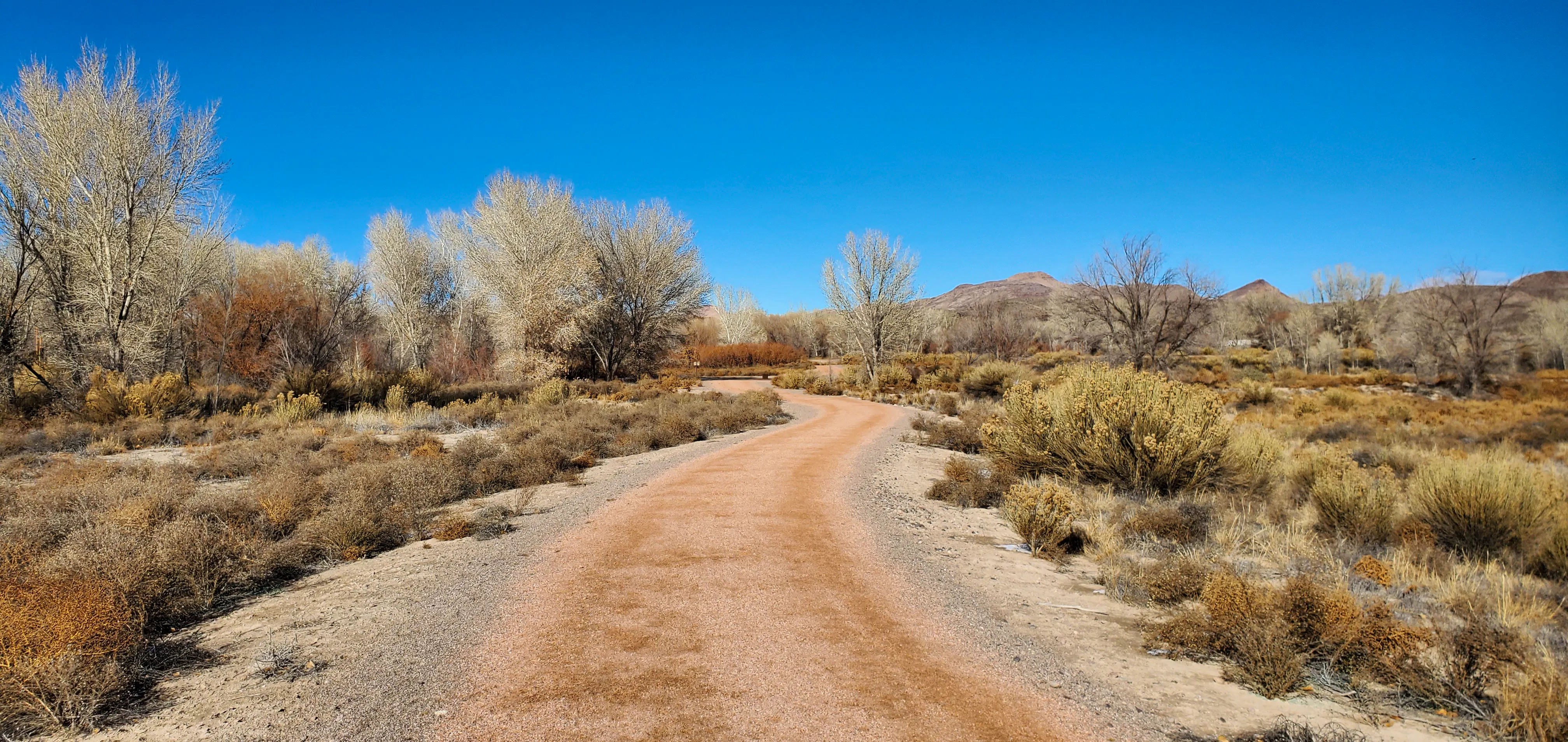 Red dirt road surrounded by barren shrub and tall trees with clear blue sky in the background