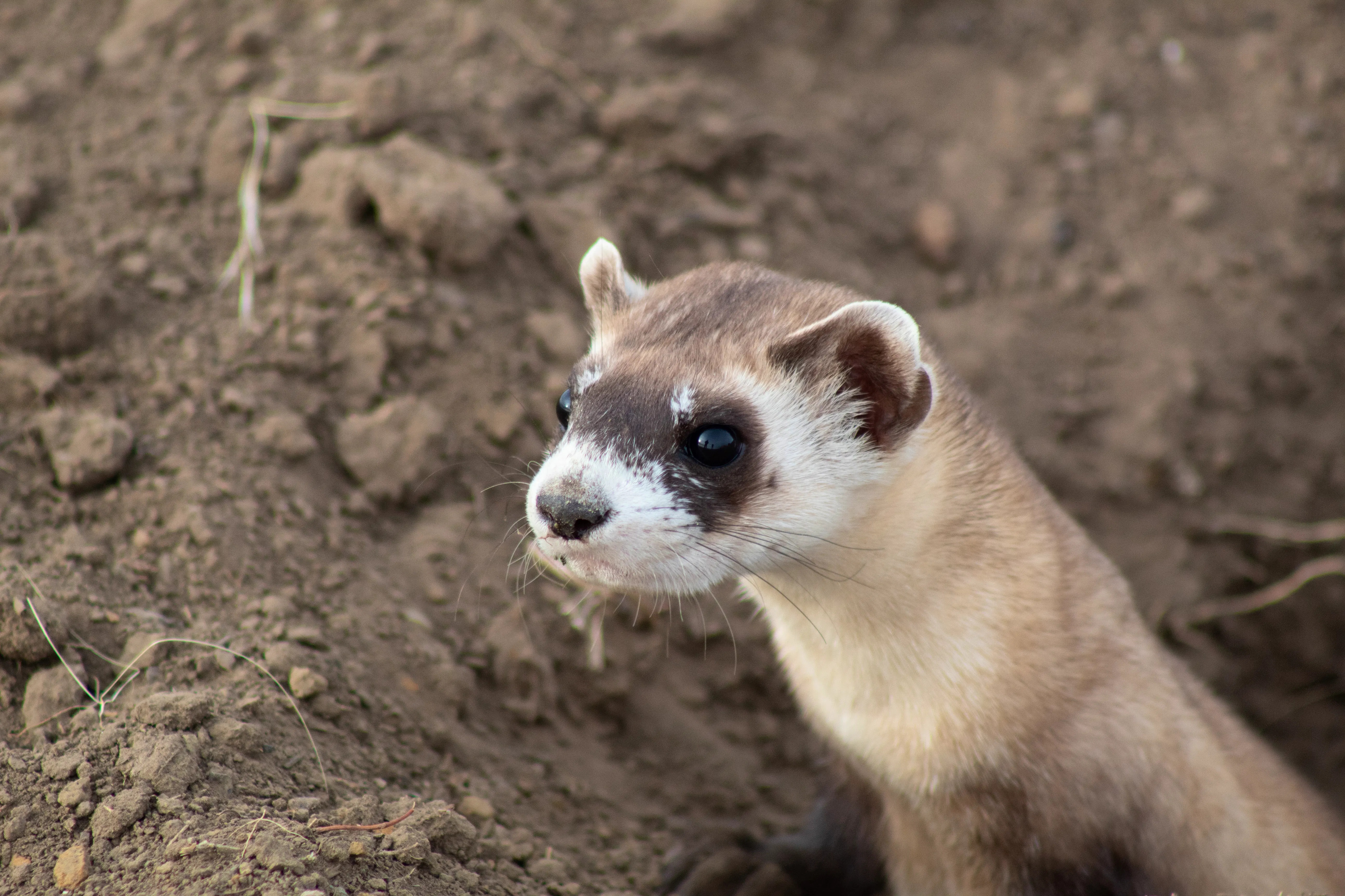 Black-footed ferret 