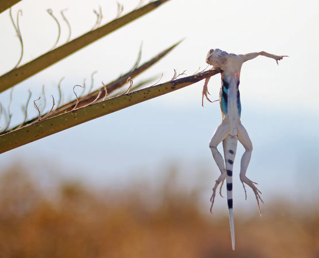 Lizard with striped tail and white belly impaled on a stick