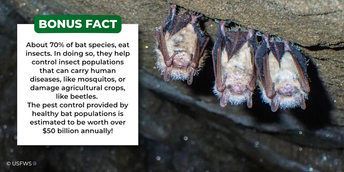 Graphic sharing the "Bonus fact: About 70% of bat species, eat insects. In doing so, they help control insect populations that can carry human diseases, like mosquitos, or damage agricultural crops, like beetles.  The pest control provided by healthy bat populations is estimated to be worth over $50 billion annually!"