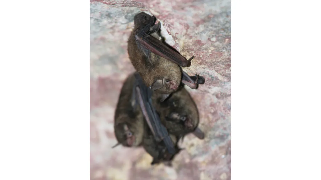 Indiana Bats During a Survey in Ohio