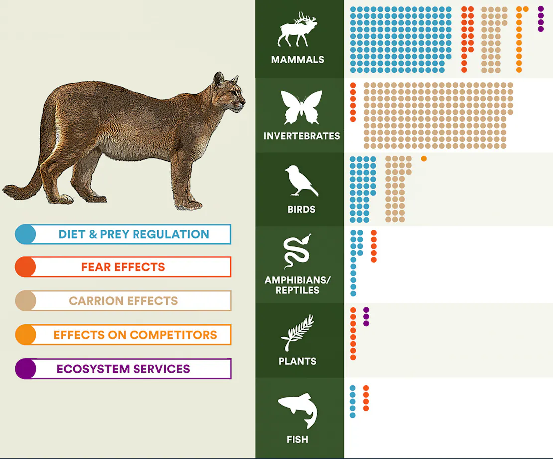 Infographic showing the ecological relationships of the Florida panther across six taxonomic groups - mammals, invertebrates, birds, amphibians and reptiles, plants and fish - categorized by five interaction types: diet and prey regulation, fear effects, carrion effects, effects on competitors and ecosystem services. Mammals show the greatest number and variety of interactions, while fish show the fewest.
