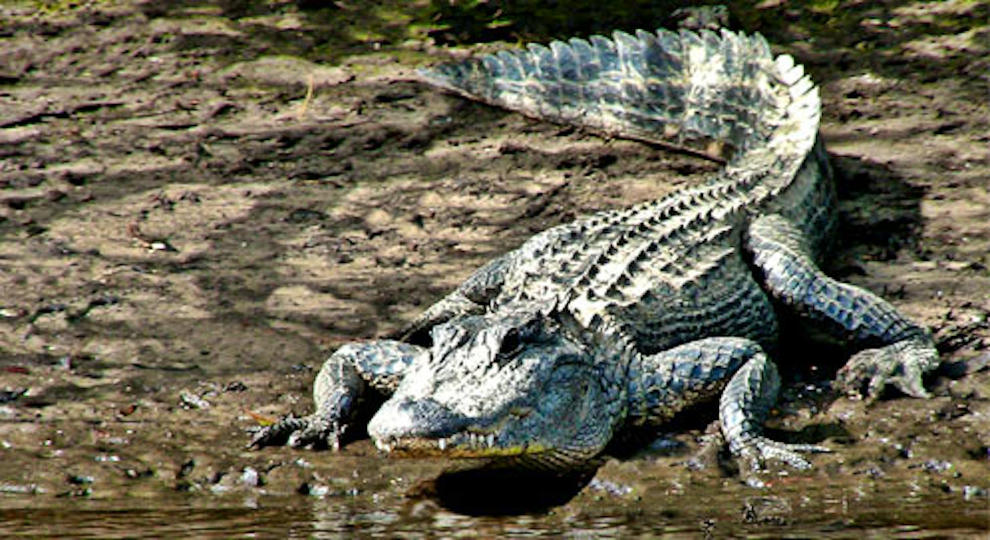 alligator, © Dolores Rose