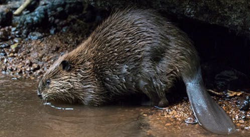 Beaver, © Chris Canipe