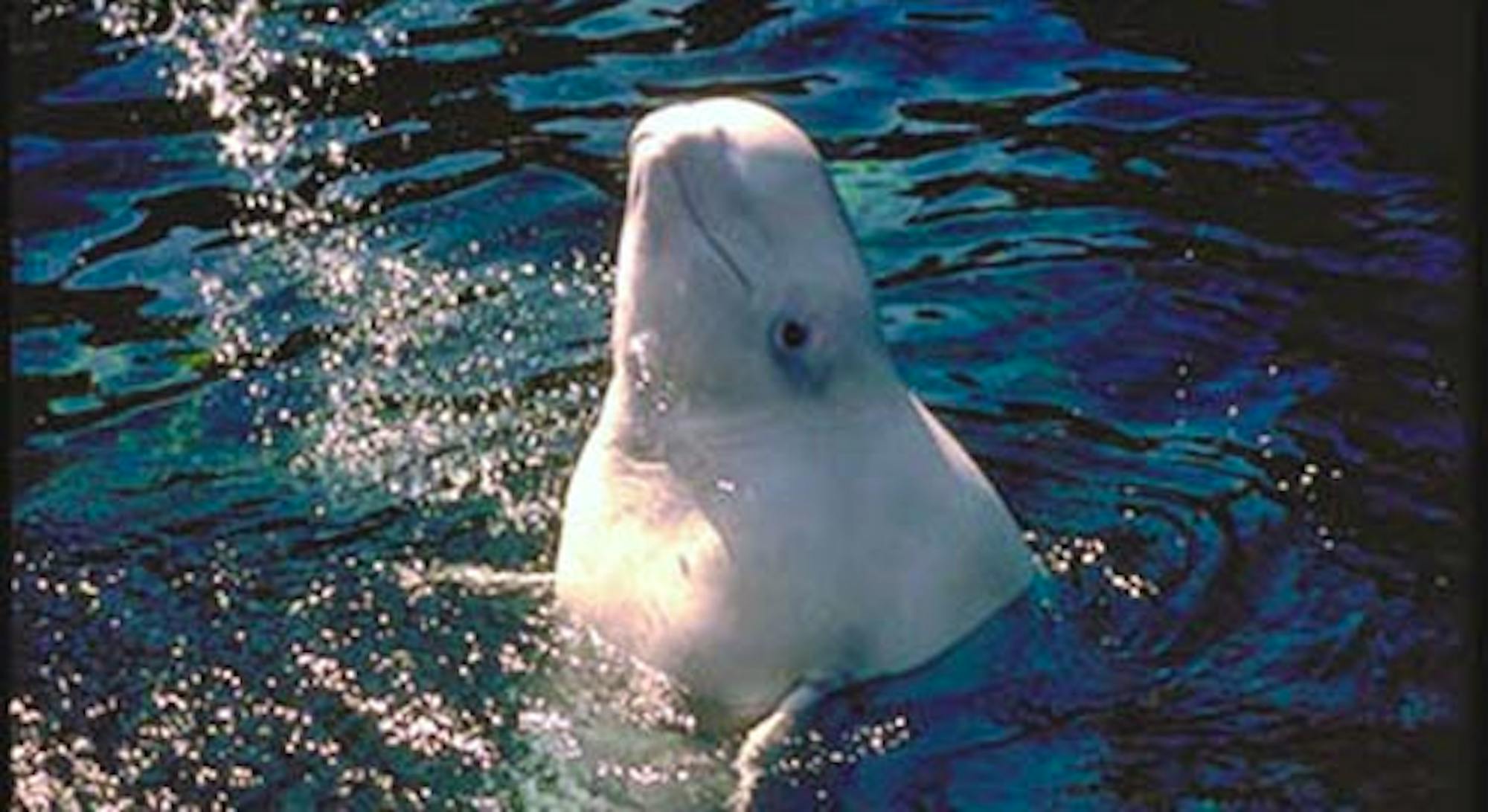 beluga whale