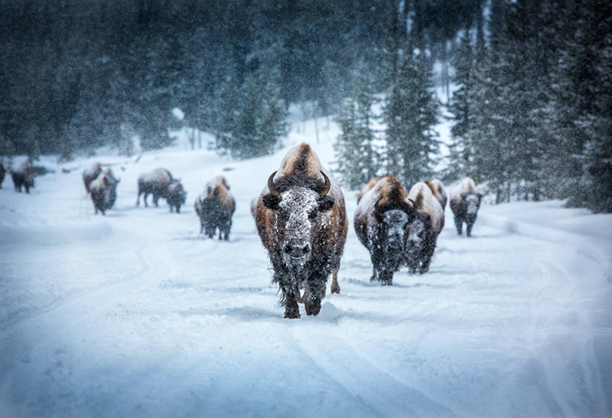 Bison highway