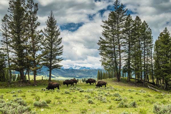 Bison Landscape, © Debbie Tubridy