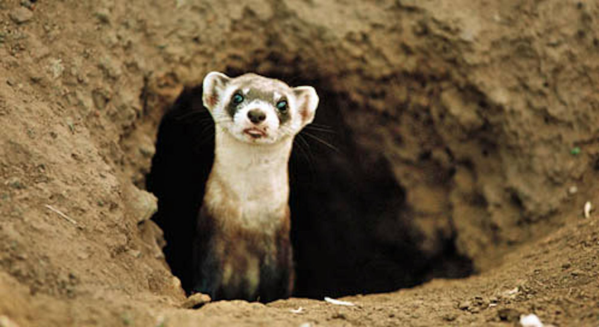 black-footed ferret