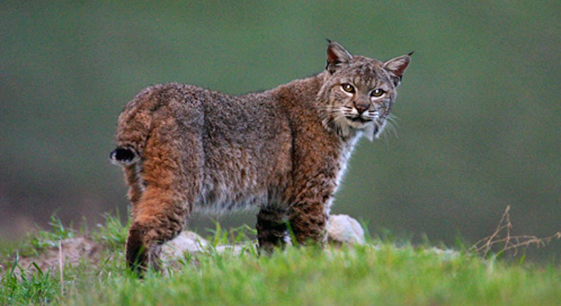 Bobcat