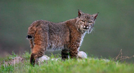 Bobcat