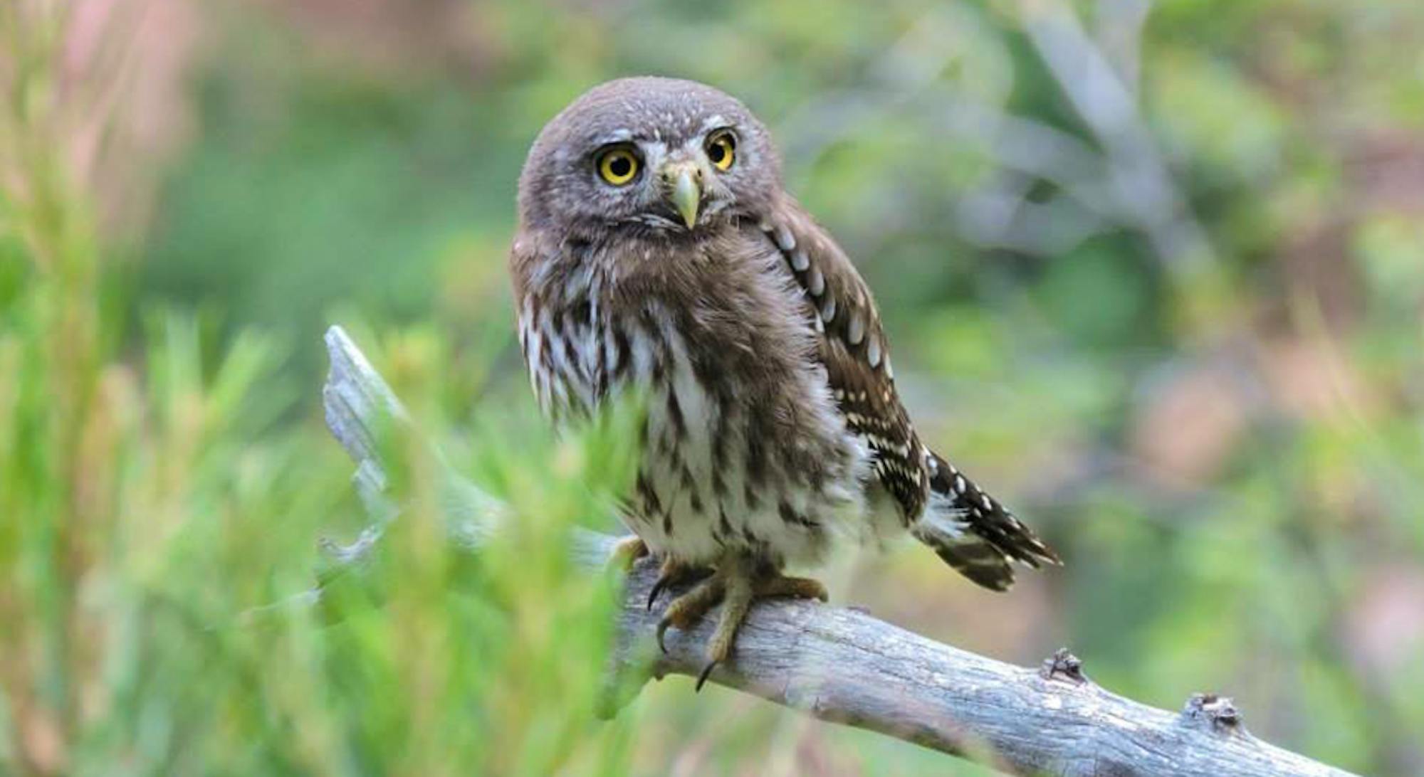 Cactus Ferruginous Pygmy Owl